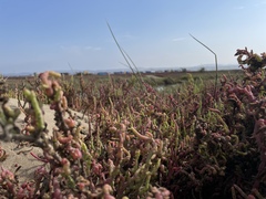 Salicornia