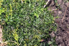 Anthocerotophyta