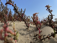Salicornia