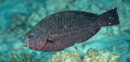Bucktooth (Calotomus carolinus) — Scaridae — 5