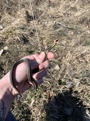 Thamnophis butleri