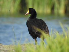 Fulica gigantea