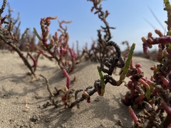 Salicornia