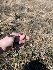 Thamnophis butleri