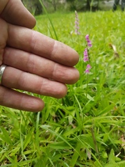 Spiranthes sinensis