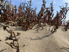 Salicornia