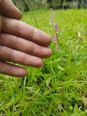 Spiranthes sinensis