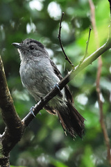 Thamnophilus caerulescens