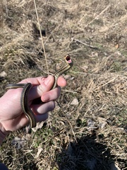 Thamnophis butleri