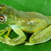 Roque Tree Frog - Photo (c) acatenazzi, some rights reserved (CC BY-NC)
