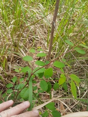 Breynia oblongifolia