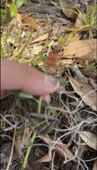 Indigofera spicata