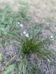 Nothoscordum bivalve