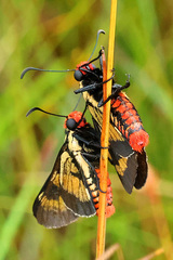Sarbia xanthippe