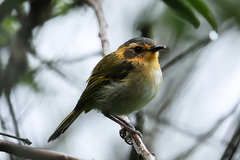 Poecilotriccus plumbeiceps