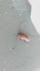 Ochrocydus huttoni