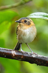Poecilotriccus plumbeiceps