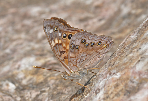 Asterocampa celtis