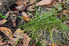 Carex floridana