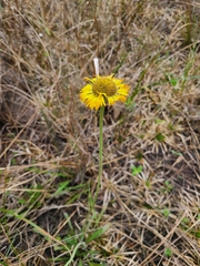 Helenium pinnatifidum