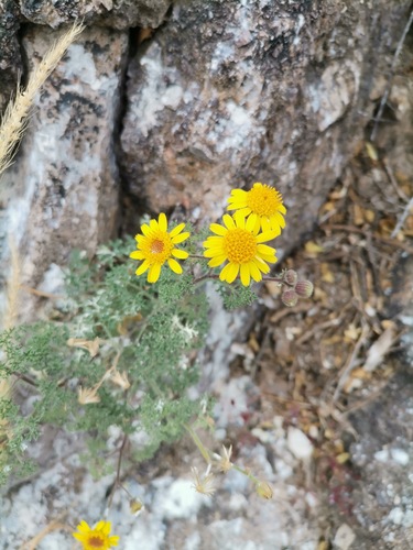 Vasey's rockdaisy (Perityle vaseyi)