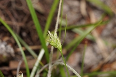 Carex floridana