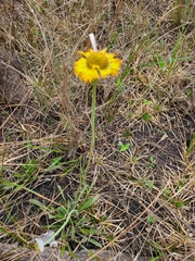 Helenium pinnatifidum