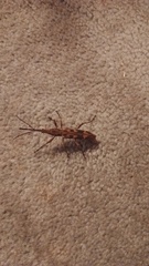 Lasiorhynchus barbicornis