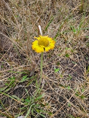 Helenium pinnatifidum