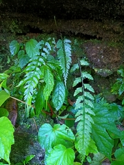 Asplenium cuneatiforme
