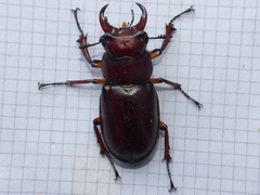 Lucanus capreolus