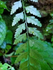Asplenium cuneatiforme