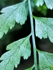 Asplenium cuneatiforme