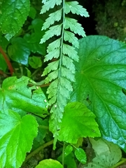Asplenium cuneatiforme