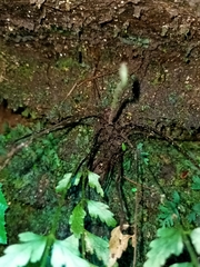 Asplenium cuneatiforme