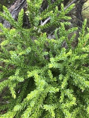 Athrotaxis selaginoides