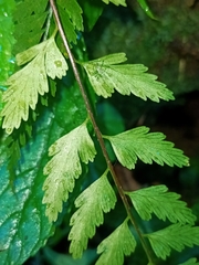 Asplenium cuneatiforme