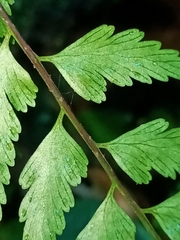 Asplenium cuneatiforme