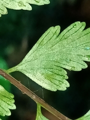 Asplenium cuneatiforme
