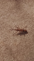 Lasiorhynchus barbicornis