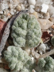 Eriogonum thurberi