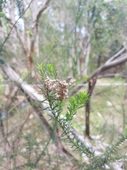Ozothamnus diosmifolius