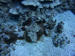 Amphiprion melanopus