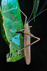 Eumecopterus incisus