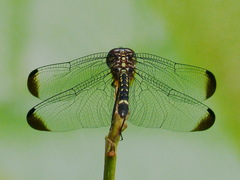 Dythemis nigra