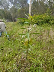 Gomphocarpus physocarpus