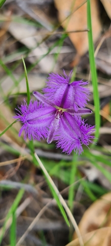 Image of Thysanotus juncifolius by no rights reserved