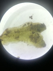 Ricciaceae