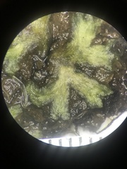 Ricciaceae