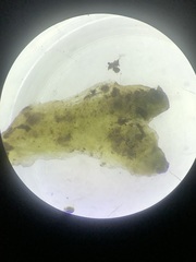 Ricciaceae